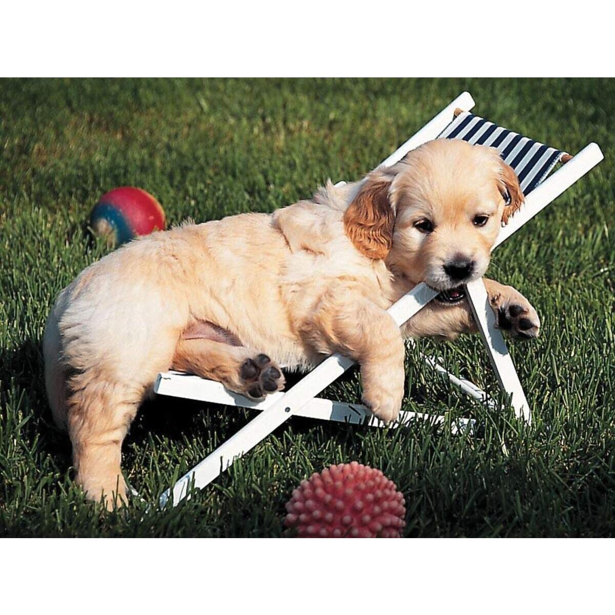 Ravensburger Puzzle Golden Retriever, 500 Teile