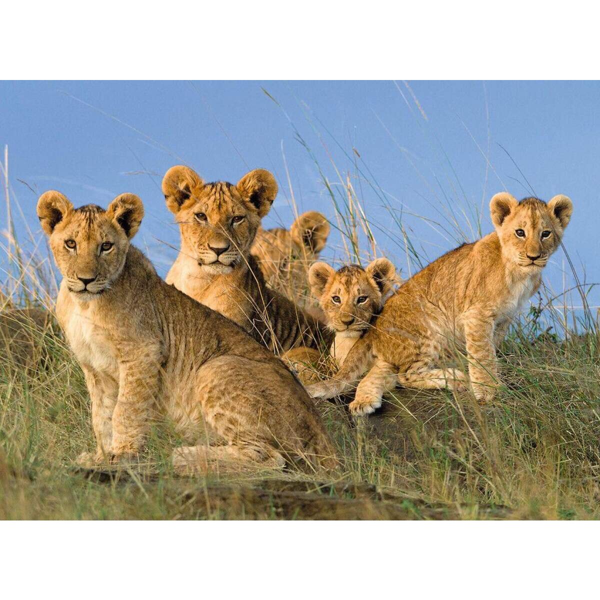 Ravensburger Puzzle Löwen Babys 500 Teile