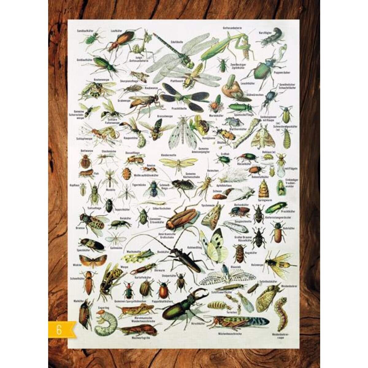 Bohem INSEKTEN & Co. - Entdecken-Verstehen-Mitmachen