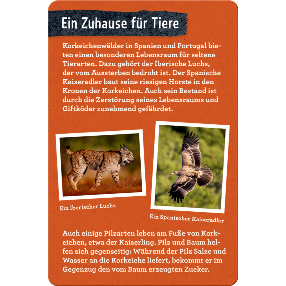 coppenrath-verlag-50-baeume-kennen-DA884B466.jpg