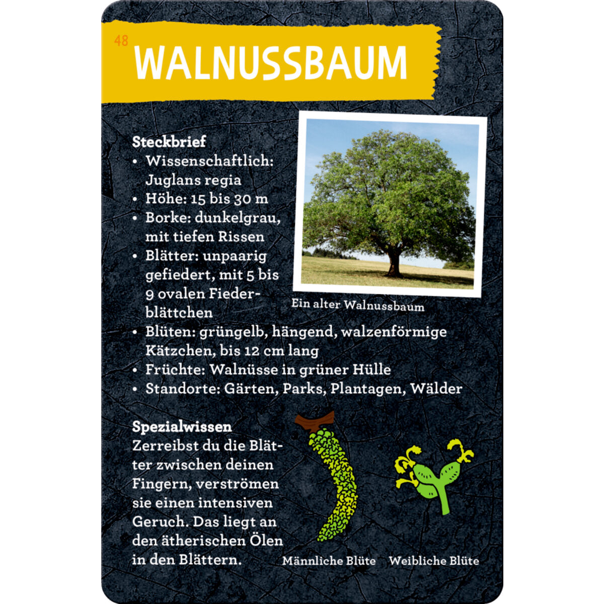 coppenrath-verlag-50-baeume-kennen-DA884B467.jpg
