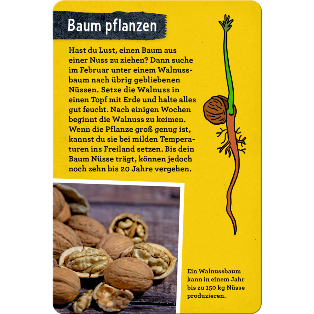 coppenrath-verlag-50-baeume-kennen-DA884B468.jpg