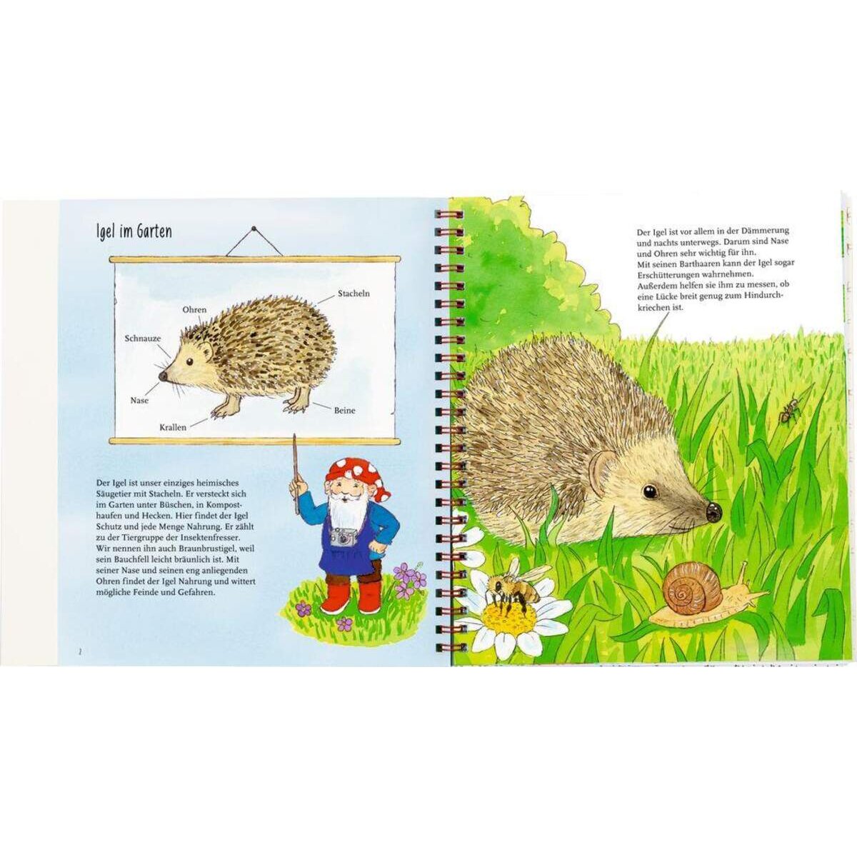 Coppenrath Verlag Mein kleines Gartenbuch: Igel