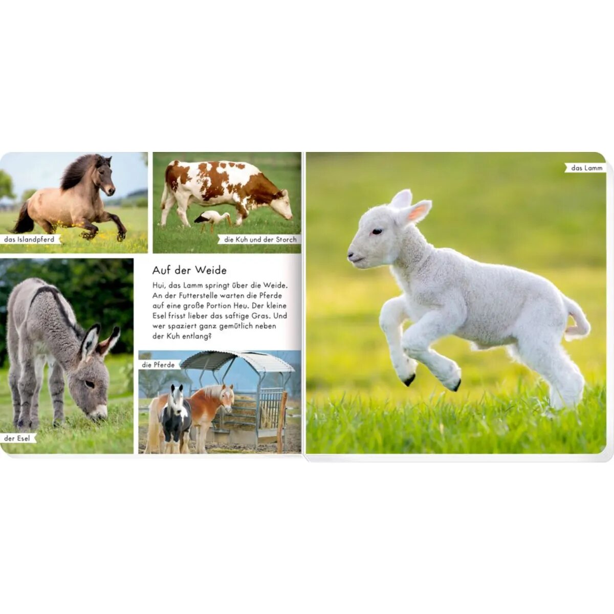 coppenrath-verlag-meine-liebsten-tiere-BF00426A3.jpg