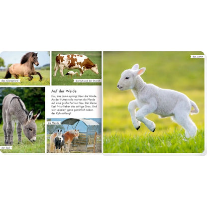 coppenrath-verlag-meine-liebsten-tiere-BF00426A3.jpg