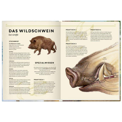 Coppenrath Verlag Nature Zoom Lebensgroß - Tiere des Waldes