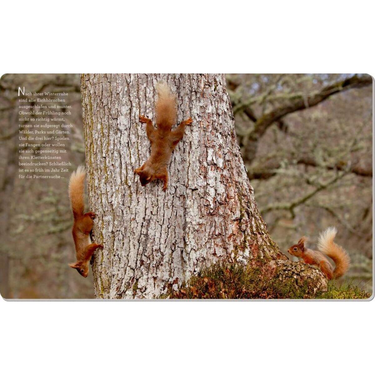 Coppenrath Verlag So lebt das Eichhörnchen (Nature Zoom)