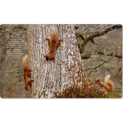 Coppenrath Verlag So lebt das Eichhörnchen (Nature Zoom)