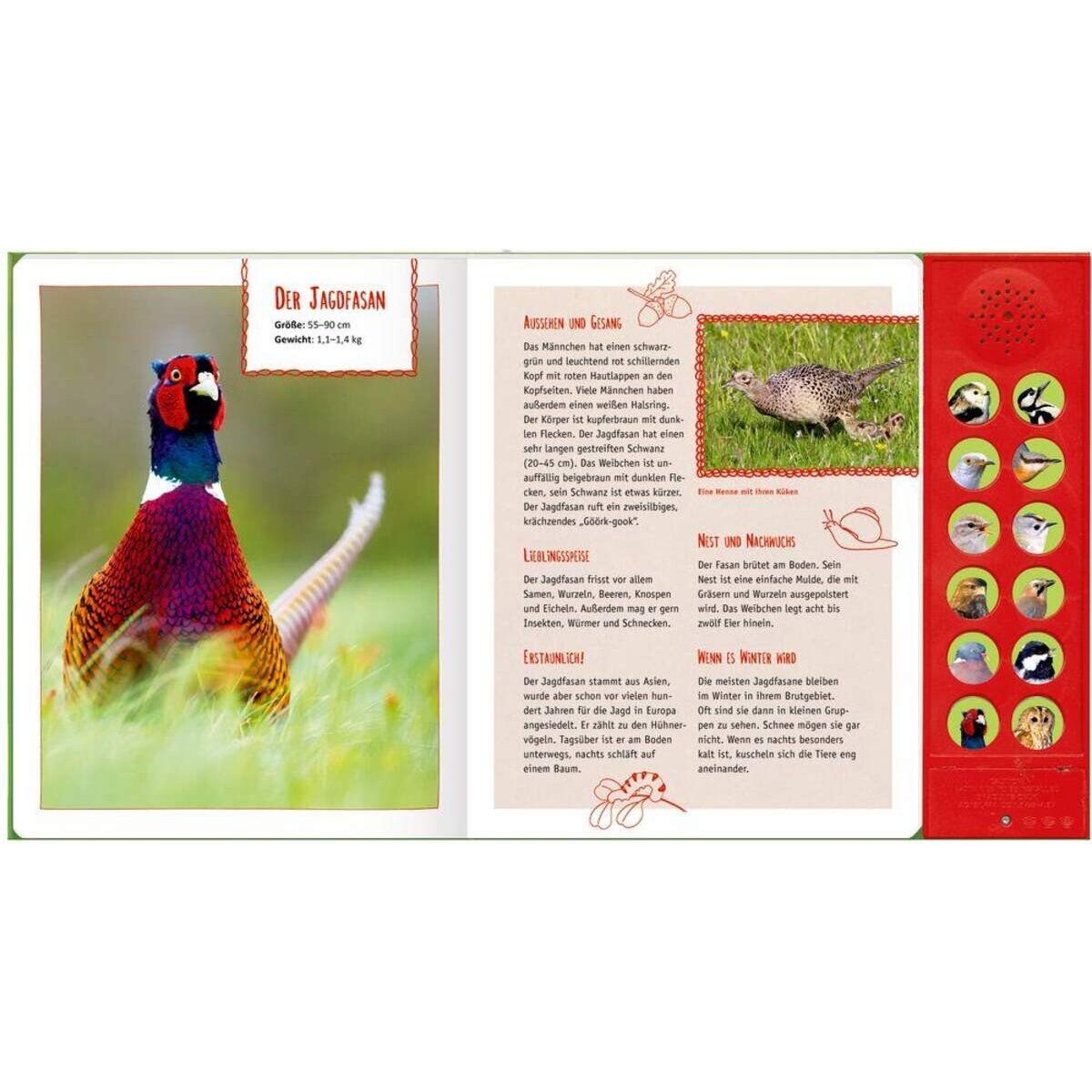 Coppenrath Verlag Vögel in Feld und Wald Mit echten Tierstimmen