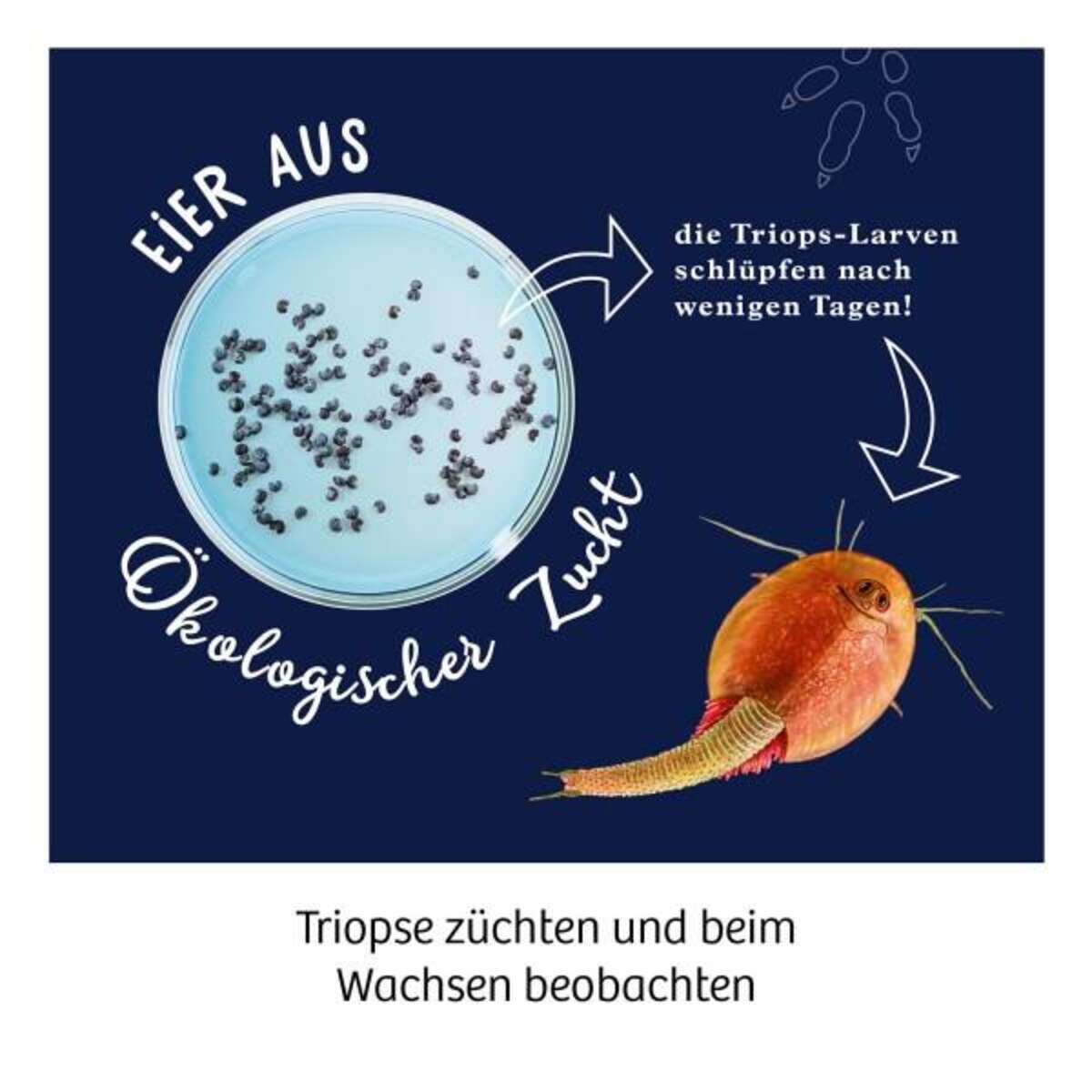 kosmos-fun-science-triops-zuechten-1D01471C3.jpg
