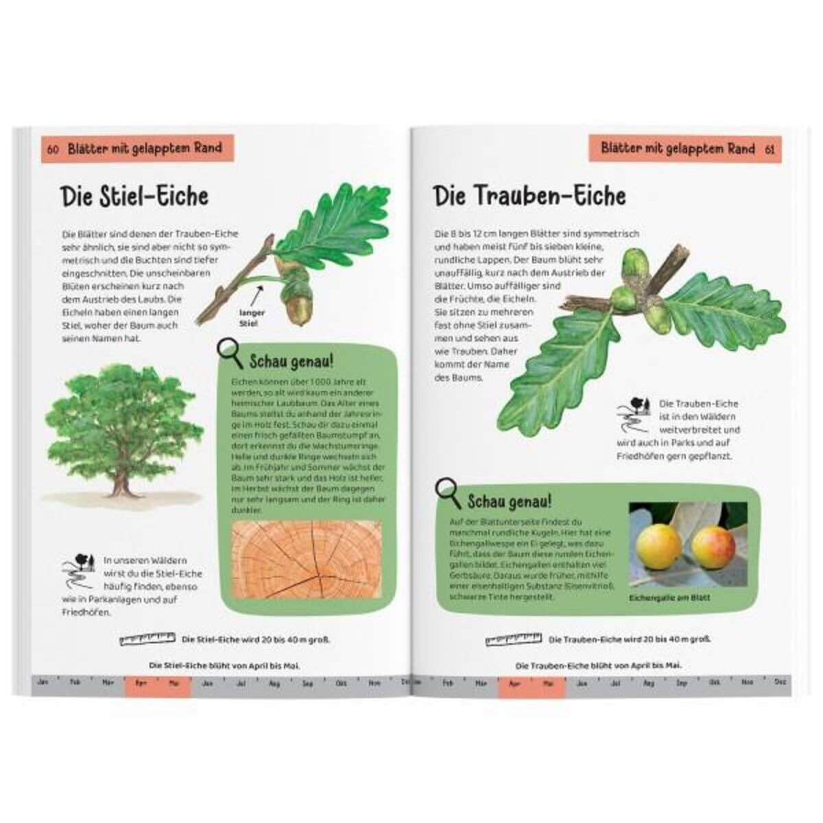 KOSMOS Kindernaturführer Welcher Baum ist das?