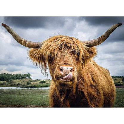 Ravensburger Puzzle Highland Cattle, 300 Teile