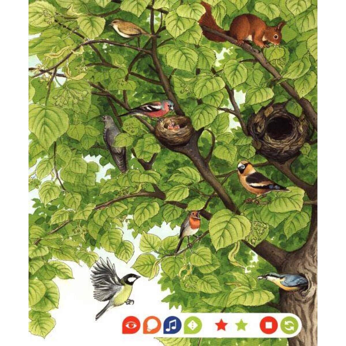 Ravensburger tiptoi Wieso? Weshalb? Warum? 8 Komm mit in den Wald