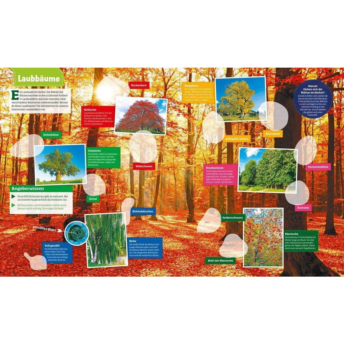Tessloff WAS IST WAS - Stickerheft Wald