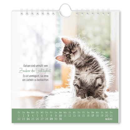 Grafik Werkstatt Postkartenkalender 2024 Auf leisen Pfoten
